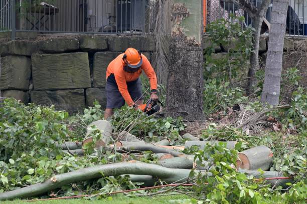 The Steps Involved in Our Tree Care Process in Franklin, GA